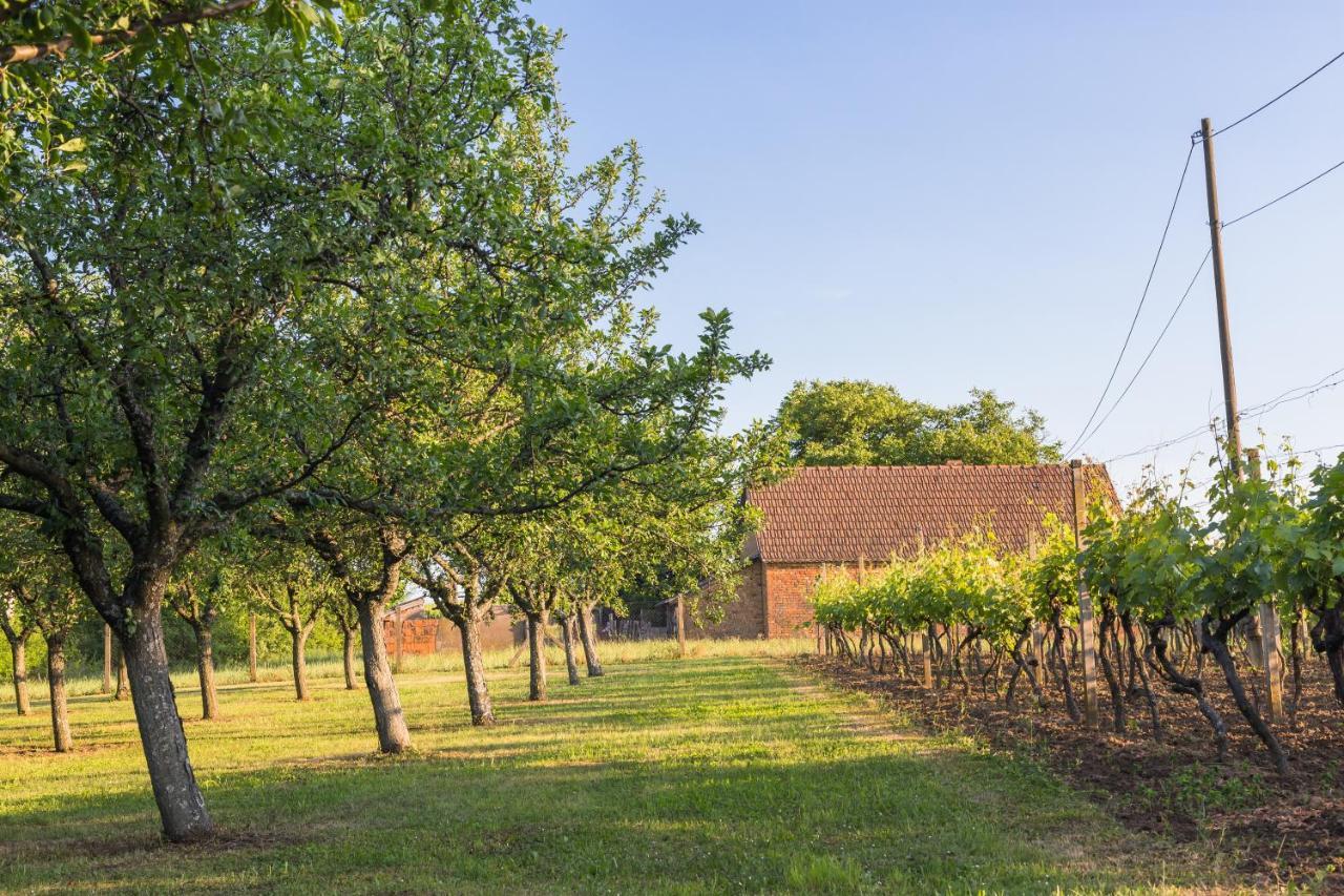 Village Wine House Mandicevac Exterior photo
