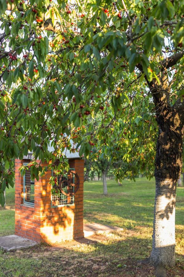 Village Wine House Mandicevac Exterior photo